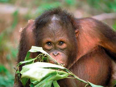 Orang-Utan:The Wild Man of Borneo"