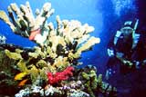Raki Corals