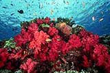 Taveuni Coral