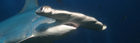 A Beautiful Hammerhead Shark