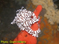 Mudgee High Marine Studies 2007