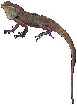 Lizard